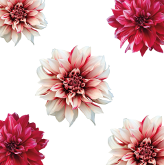 Yıldız Çiçeği (Dahlia)