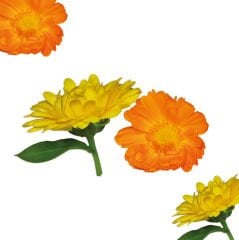 Suzi Çiçeği (Calendula)