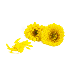 Suzi Çiçeği (Calendula)