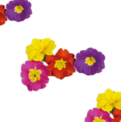 Çuha Çiçeği (Primrose)
