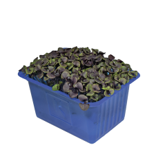 Kırmızı Fesleğen (Red Basil Cress)