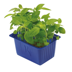 Limon Otu Filizi (Limon Cress)