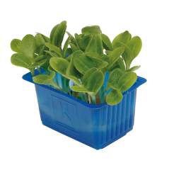 Boraj (Borage)