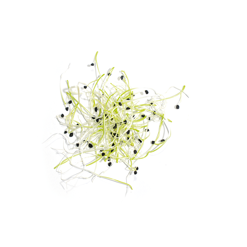 Soğan Sebze Filizi (Onion Sprouts)