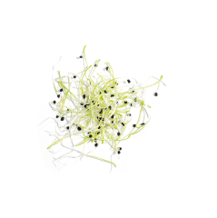Soğan Sebze Filizi (Onion Sprouts)