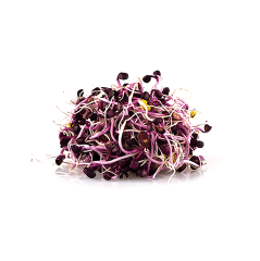 Kırmızı Turp Sebze Filizi (Red Radish Sprout)