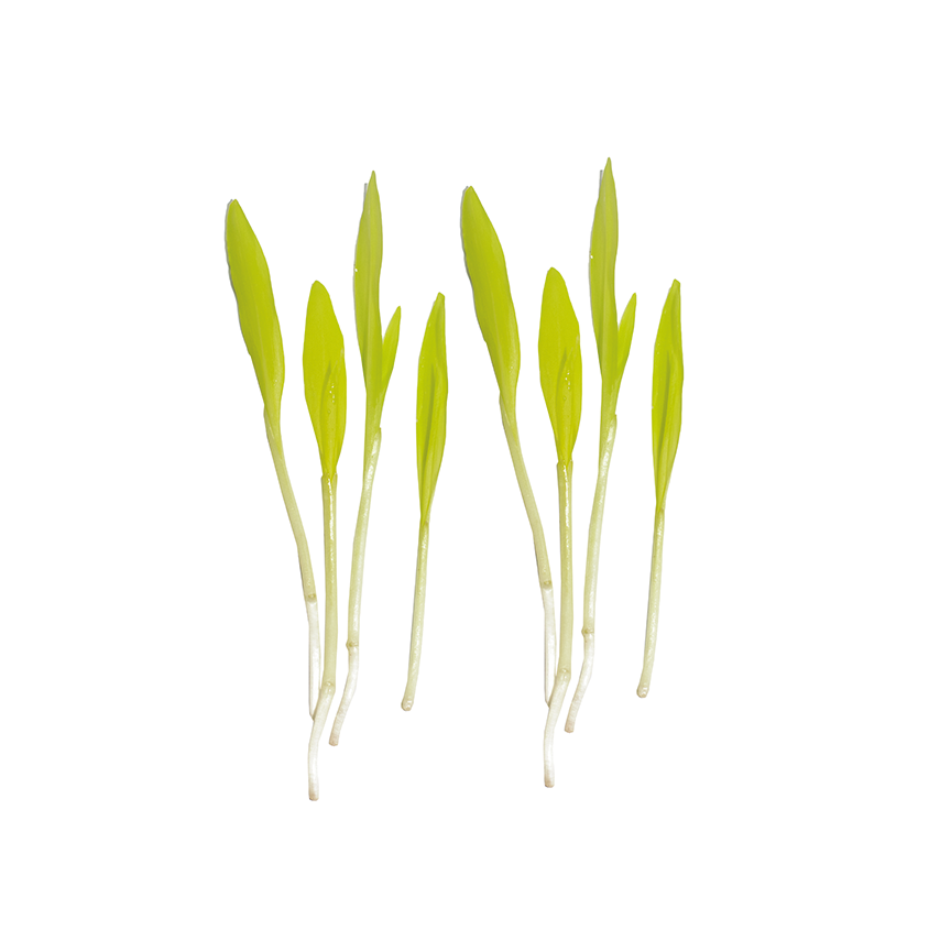 Mısır Sebze Filizi (Corn Sprouts)