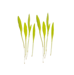 Mısır Sebze Filizi (Corn Sprouts)