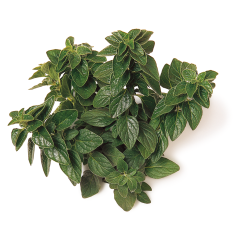 Oregano Kekik (Oregano)