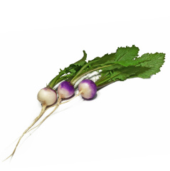 Mini Şalgam (Baby Turnip)