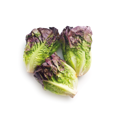 Kırmızı Mini Yedikule (Baby Red Cos Lettuce)