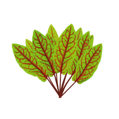 Kırmızı Kuzu Kulağı (Red Sorrel)
