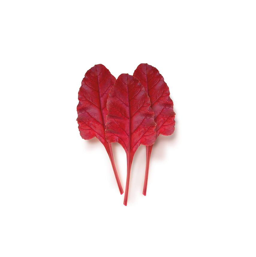 Kırmızı Pancar Yaprağı (Red Beet Leaf)