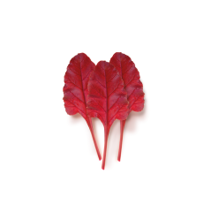 Kırmızı Pancar Yaprağı (Red Beet Leaf)
