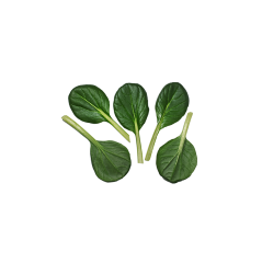 Tatsoi (Tatsoi)