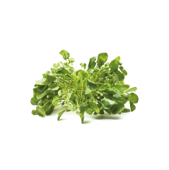Yayla Teresi (Upland Cress)