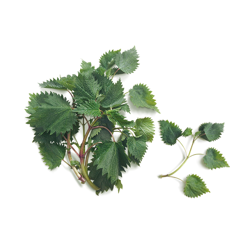 Isırgan Otu (True Nettle)