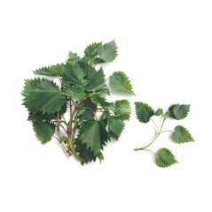 Isırgan Otu (True Nettle)