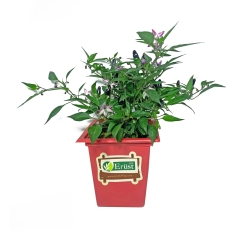 Saksı Biber (Potted Pepper)