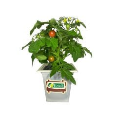 Saksı Domates (Potted Tomato)