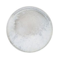 Surf Mesa Pizza Tabağı 31 cm