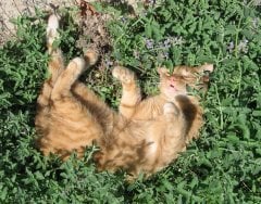 Paticik Organik Kurutulmuş Catnip Kedi Nanesi (Kedi Otu) 50 ML