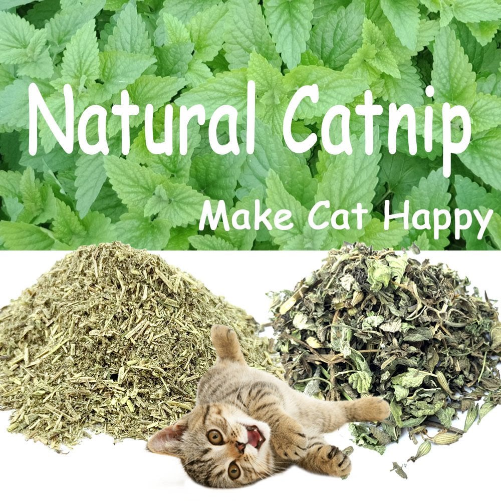 Paticik Organik Kurutulmuş Catnip Kedi Nanesi (Kedi Otu) 100gr