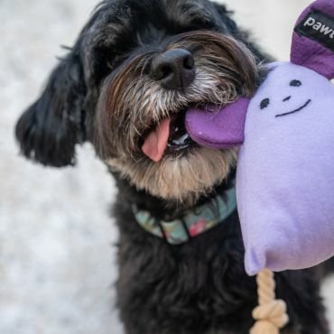 Köpeğiniz İçin Eğlenceli ve İnteraktif Köpek Oyuncakları: Mutluluk ve Zihinsel Beceri İçin En İyi Seçenekler