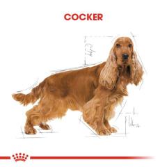 Royal Canin Cocker Yetişkin Köpek Maması 3 kg
