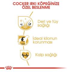 Royal Canin Cocker Yetişkin Köpek Maması 3 kg