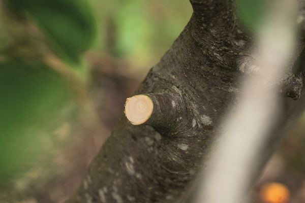 BOSCH AdvancedPrune 18V-45 Akülü Teleskopik Dal Budama Makası(Akü ve Şarj Aleti Hariç)