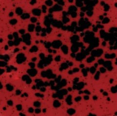 CG984 Ladybug Seramik Sır