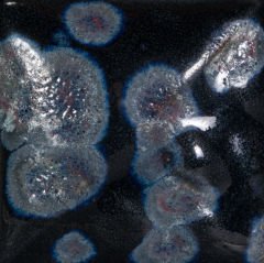 SW181 Night Moth Stoneware Sır