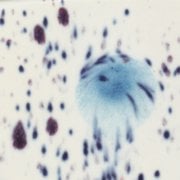 S2701 Peacock Eyes Seramik Sır