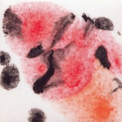 S2727 Poppy Fields Seramik Sır