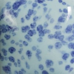 SP245 Speckled My Blue Heaven (236 ML)