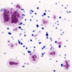 CG1011 Frosted Berries Seramik Sır