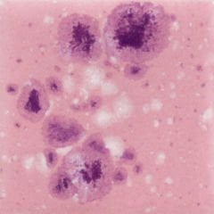 CG1014 Pink Plum Seramik Sır