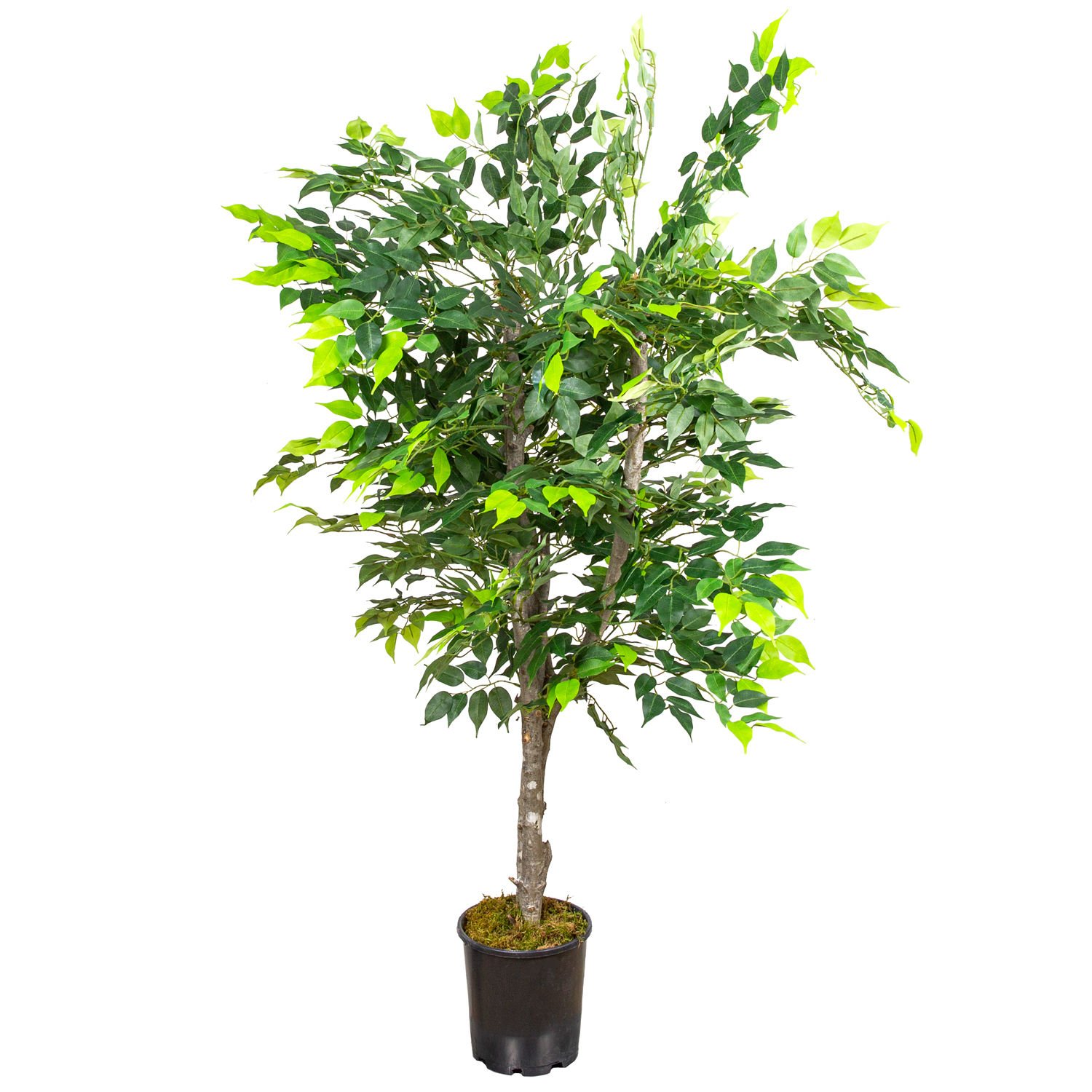 Yapay Ficus Ağacı Çift Gövde Açık Yeşil 130 Cm.