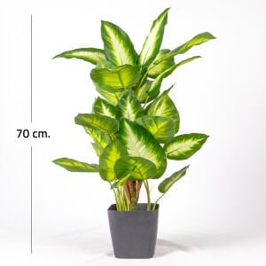 Saksıda Yapay Bitki Rohdea Japonica Gerçek Dokulu 32 Yaprak Yeşil-Beyaz 70 Cm.