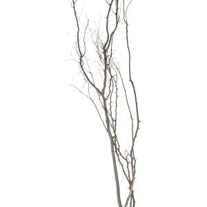 Kuru Bitki Beyaz Gürgen Dalı - Tanzim Dalı 190 - 200 Cm.