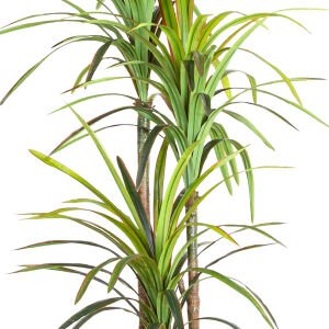 Yapay Dracena Ağacı Gerçek Dokulu 3 Dallı Yeşil 200 Cm.