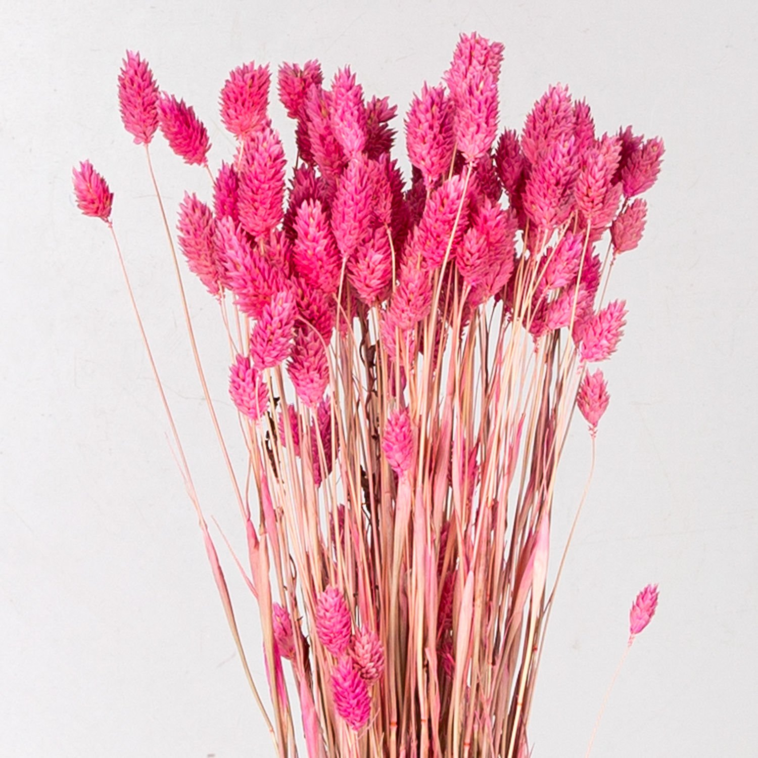 Kuru Bitki Kuş Otu Açık Pembe 50 Cm. - Kuru Çiçek ve Bitki | Herdekora.com