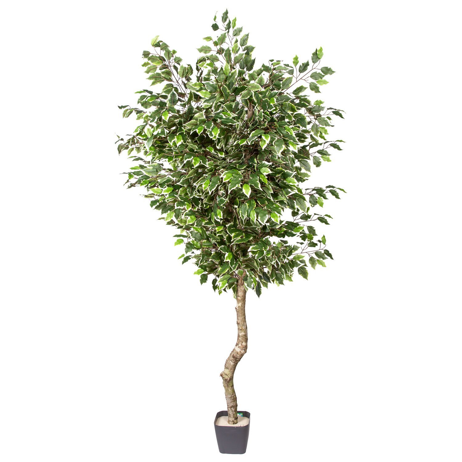 Yapay Ficus Ağacı Tek Gövde Yeşil-Beyaz 200 Cm.