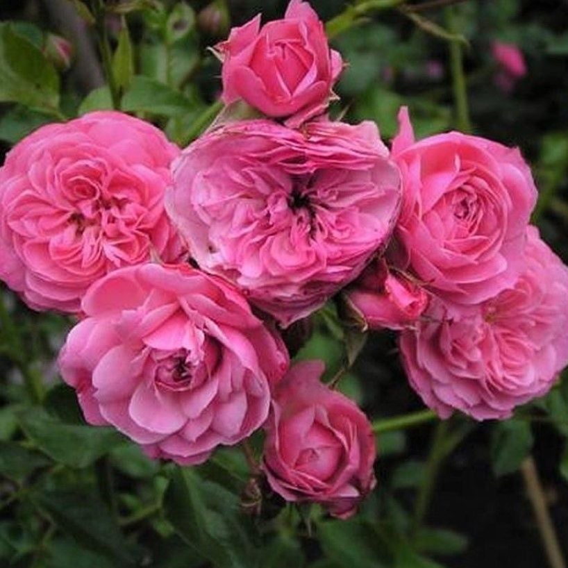 Tüplü Katmerli Kordes Rosen Tina Yediveren Soğuklara Dayanıklı Gül Fidanı