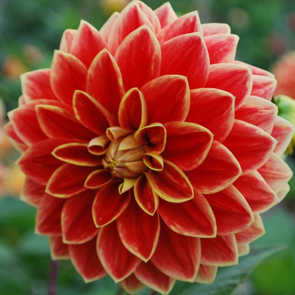 Maxima Dahlia İri Yıldız Çiçeği Yumrusu (1 Adet)
