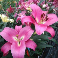 Kokulu Profundo Zambak Çiçeği Soğanı (2 adet)