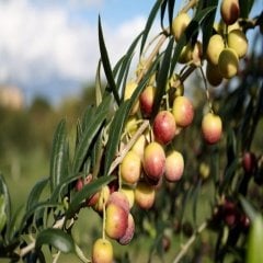 Tüplü Bodur Yağlık  Meyve Verme Durumunda Arbequina Zeytin Fidanı
