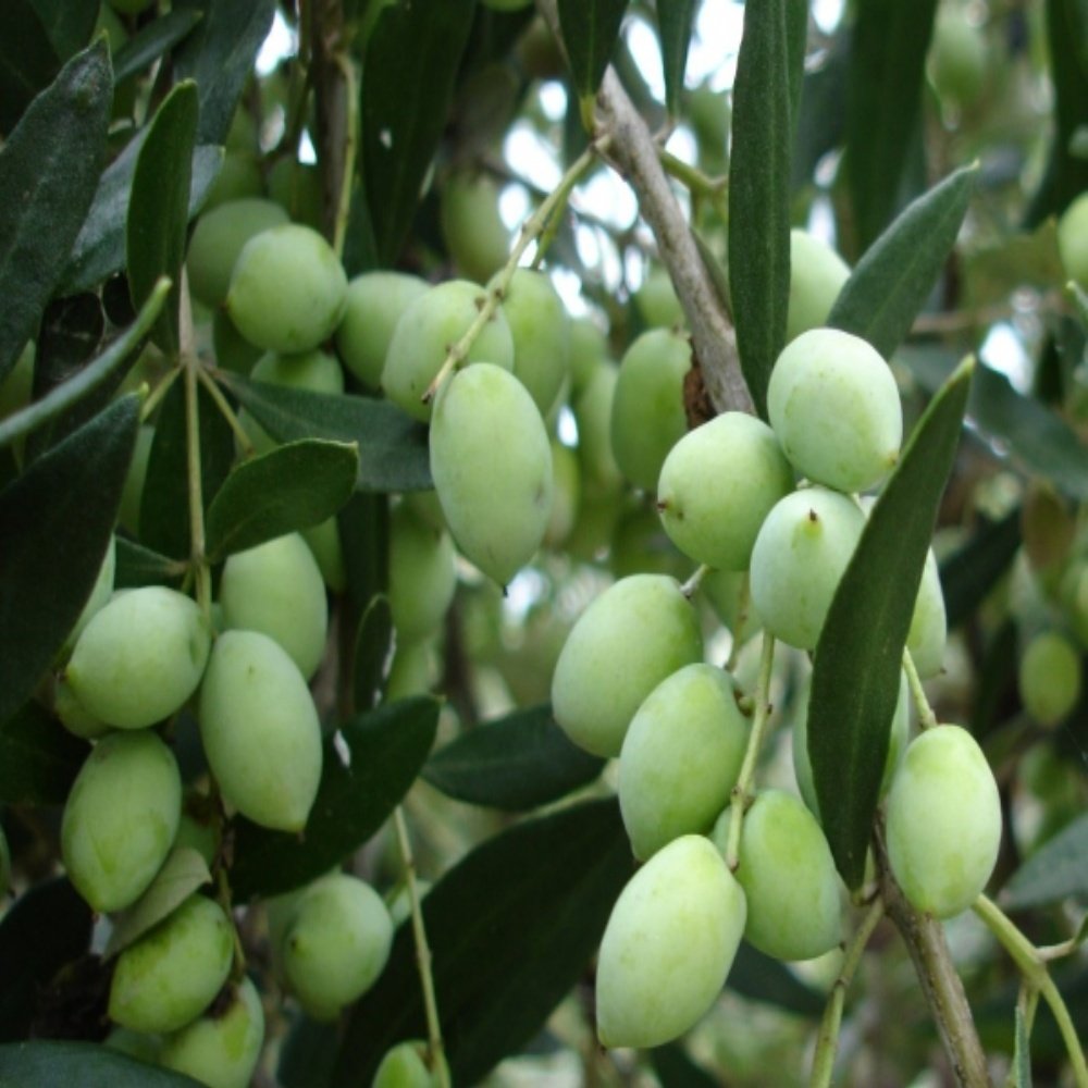Tüplü Bodur Meyve Verme Yaşında Koroneiki Zeytin Fidanı