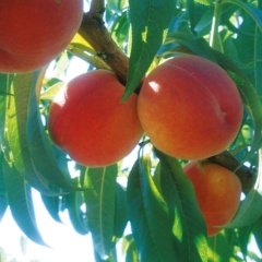 Tüplü Aşılı Tam Bodur Cresthaven Şeftali Fidanı